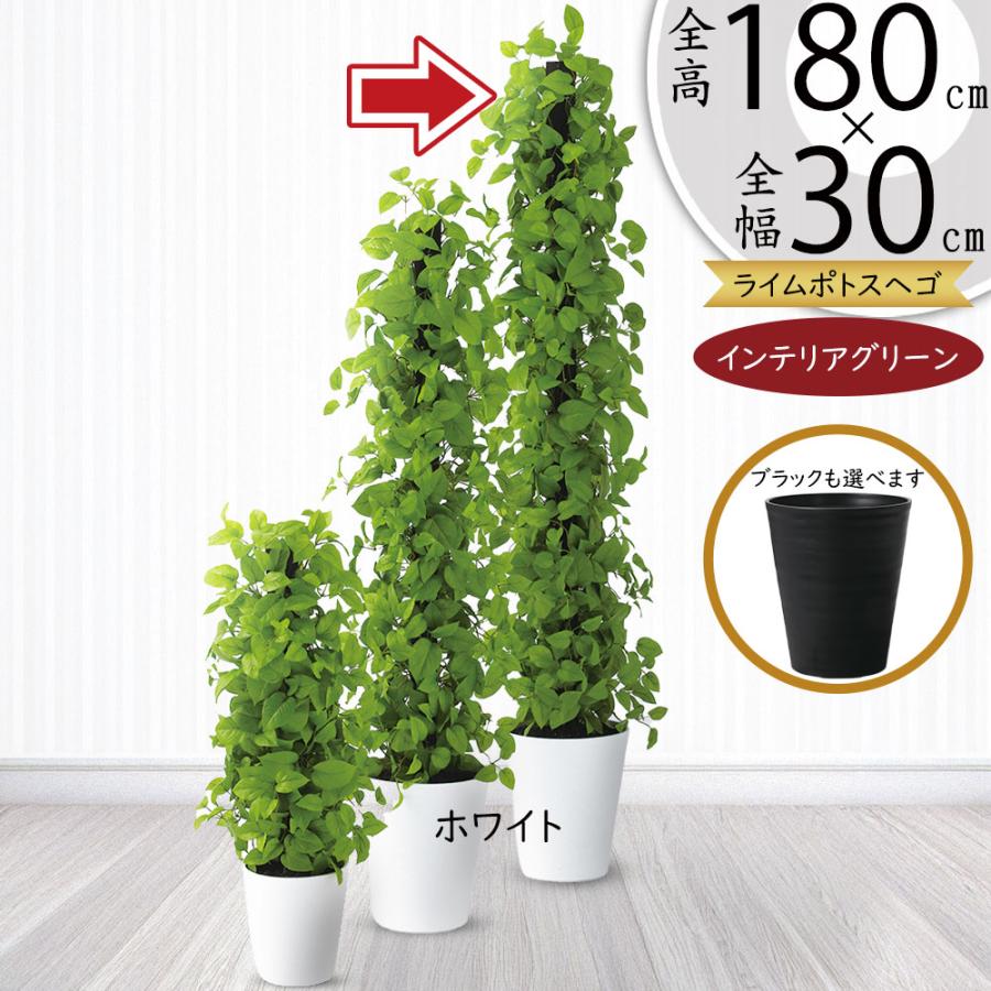 ポトス ヘゴ 大型 インテリアグリーン おしゃれ 人気 観葉植物 リアル