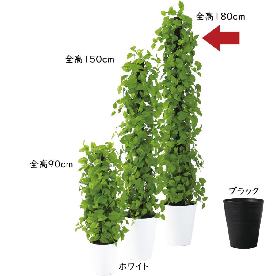 ポトス ヘゴ 大型 インテリアグリーン おしゃれ 人気 観葉植物 リアル