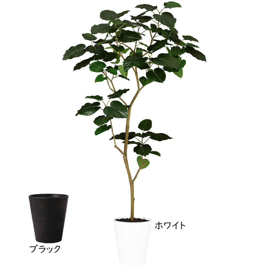 ウンベラータ 大型 おしゃれ 観葉植物 インテリアグリーン