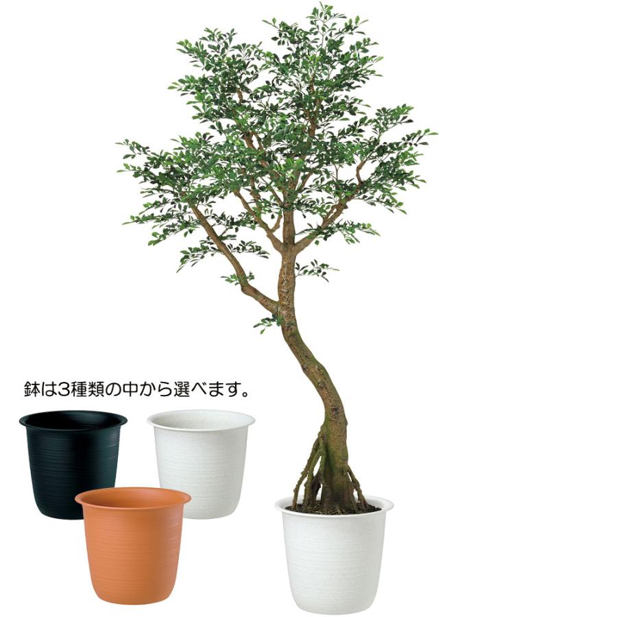 トネリコ 人工観葉植物 大型 特大 おしゃれ ゴールデンリーフ フェイクグリーン リアル インテリアグリーン おすすめ 観葉植物 人工樹木 造花 コアッド 230cm_4