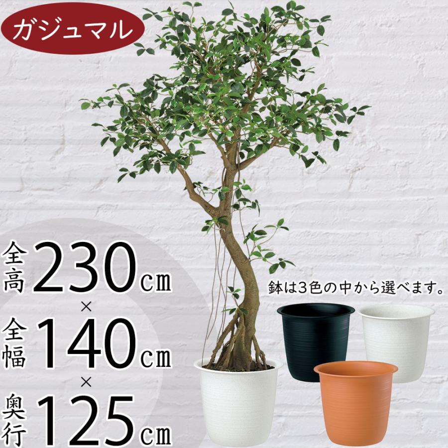 人工観葉 大型 特大 おしゃれ ガジュマル カジュマル フェイク