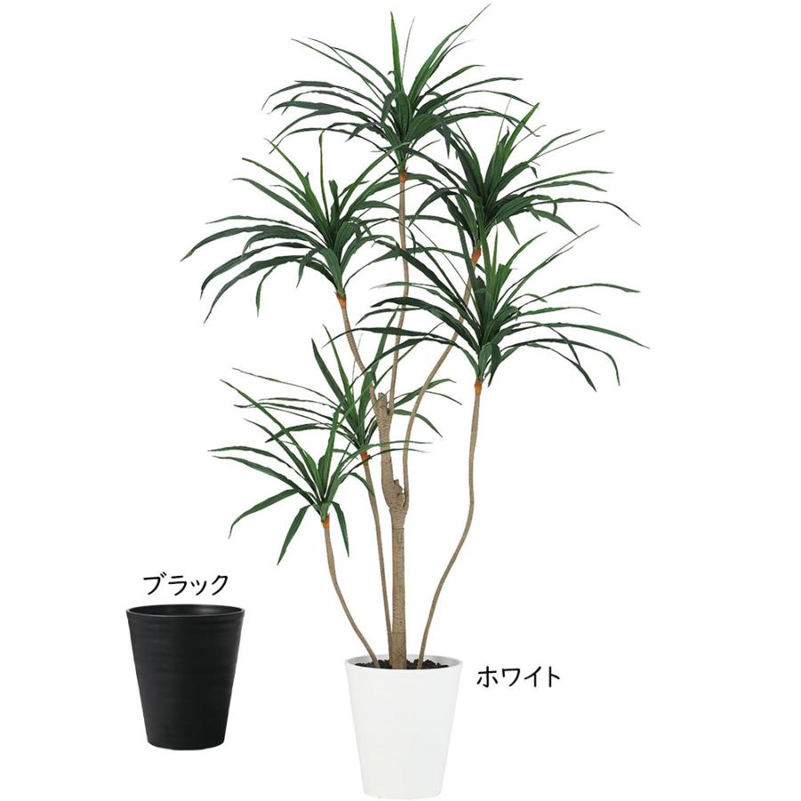 ドラセナ コンシンネ 大型 インテリアグリーン おしゃれ 人気