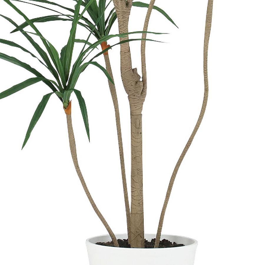 ドラセナ コンシンネ 大型 インテリアグリーン おしゃれ 人気