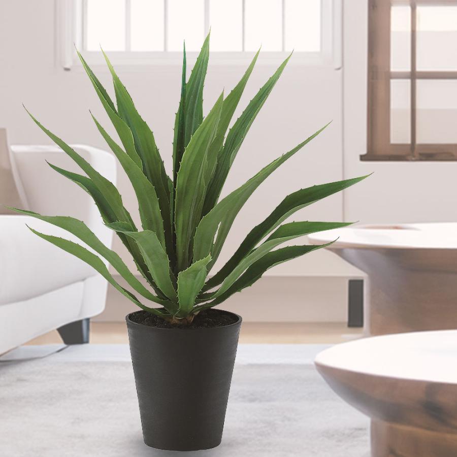 インテリアグリーン アガベ おしゃれ 多肉植物 観葉植物 人気