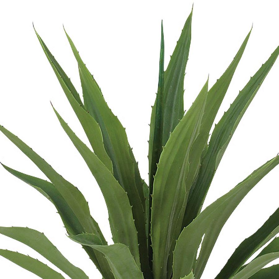 インテリアグリーン アガベ おしゃれ 多肉植物 観葉植物 人気