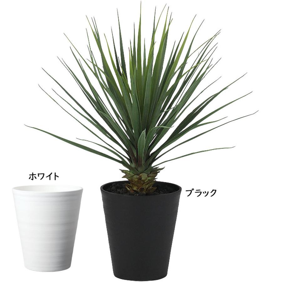 ユッカ ロストラータ 青年の木 インテリアグリーン おしゃれ
