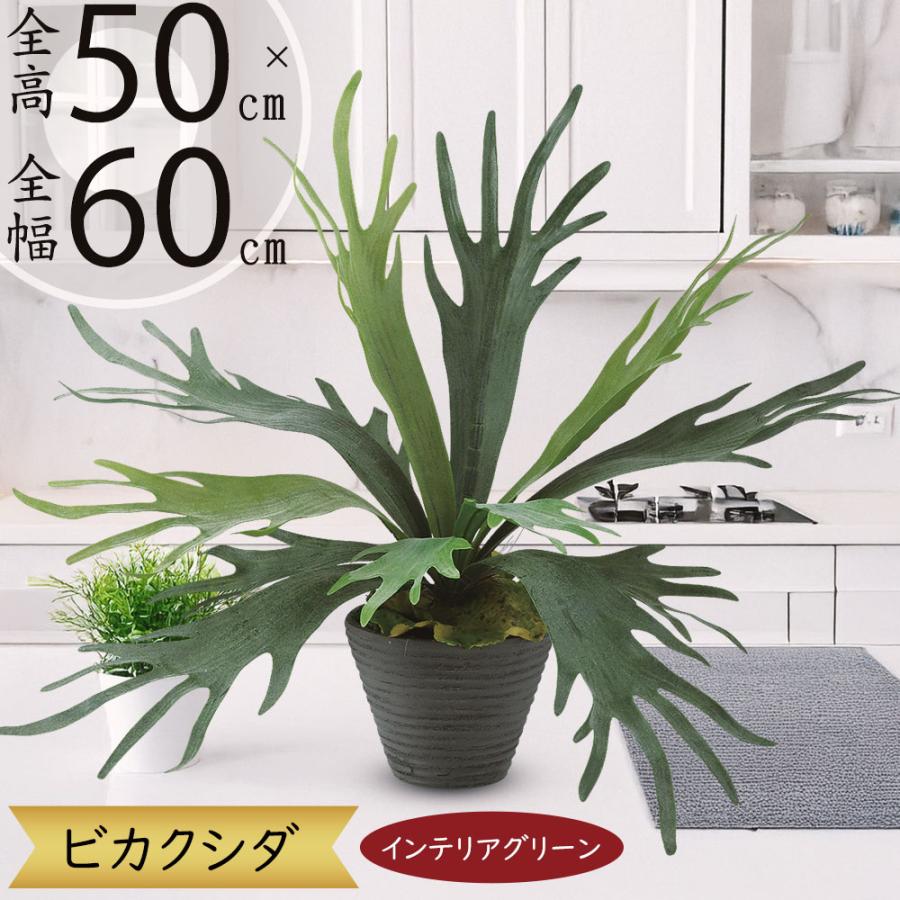 ビカクシダ コウモリラン インテリアグリーン おしゃれ 観葉植物