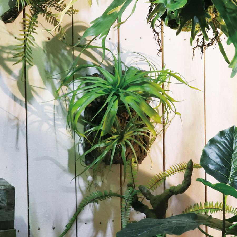 チランジア エアプランツ ティランジア インテリアグリーン おしゃれ