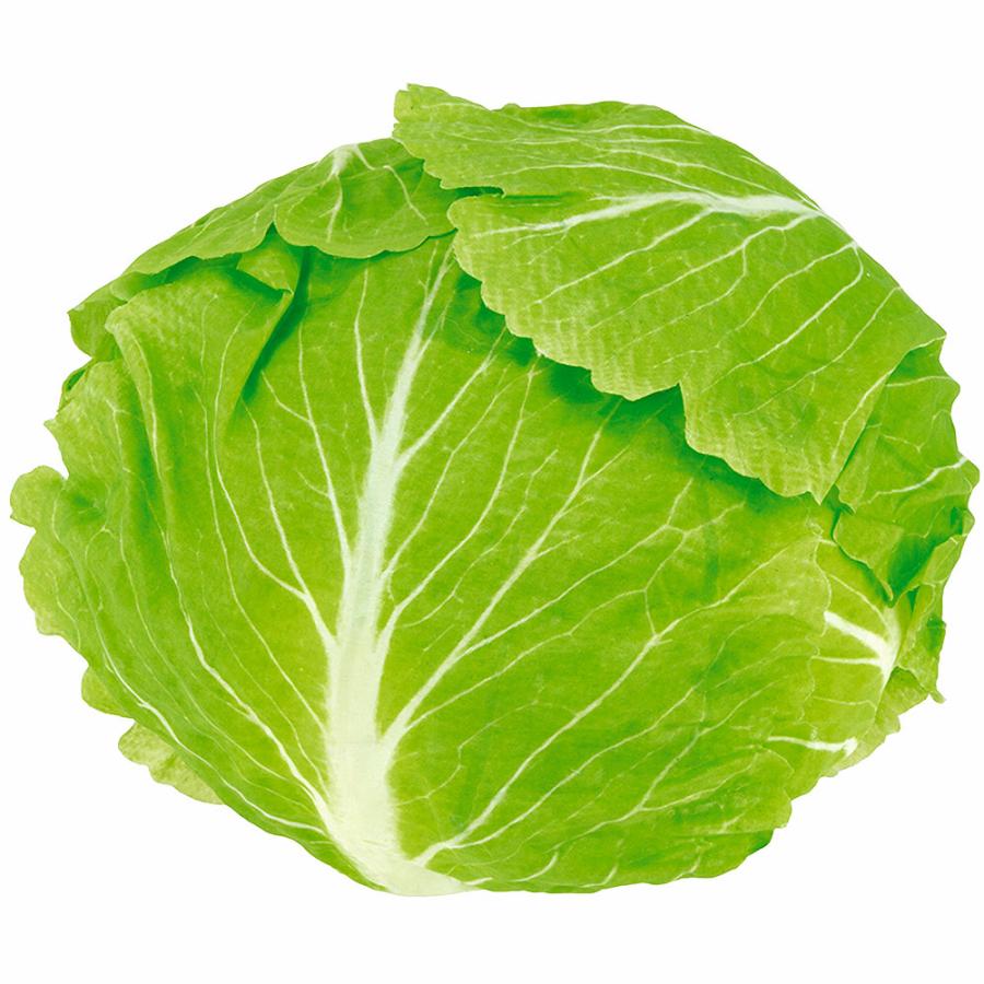 食品サンプル キャベツ きゃべつ リアル フェイクフード 野菜 造花