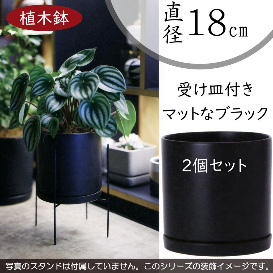 中型観葉植物 黒鉢 黒・ブラックの鉢カバー付きの観葉植物 | HitoHana（ひとはな）