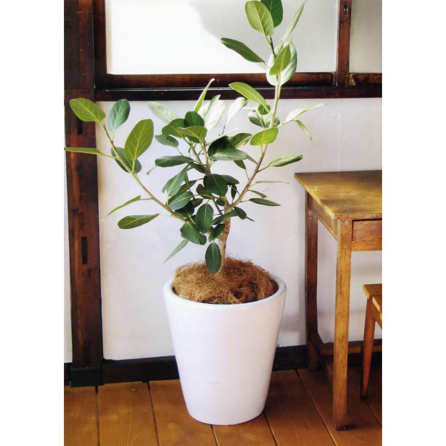 植木鉢 大型 おしゃれ プランター 観葉植物 白 黒 ホワイト ブラック モダン 人気 おすすめ ラウンド PR1 マット釉 シンプル 大きめ 3個セット 7号 9号 11号の画像