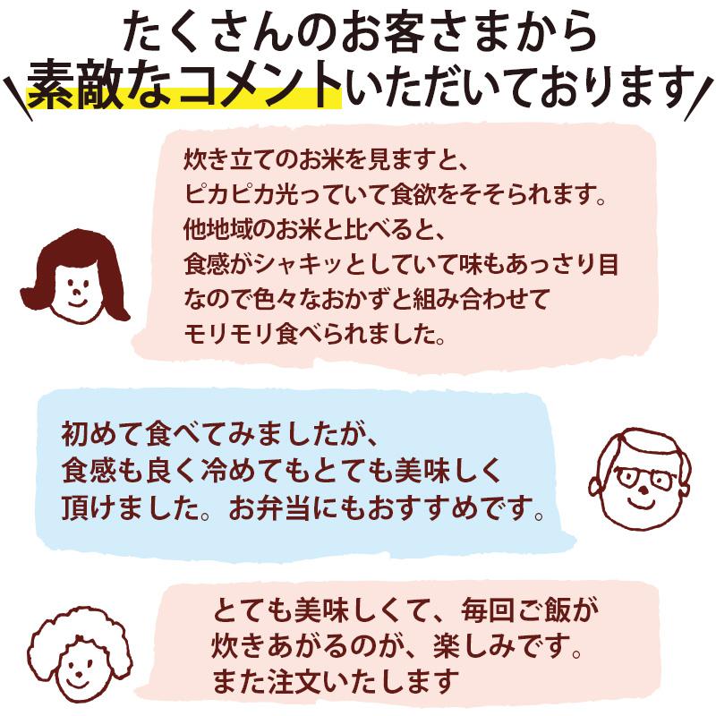コシヒカリ 【令和7年産】新潟産コシヒカリ 竹人形 5kg 米 お米 送料