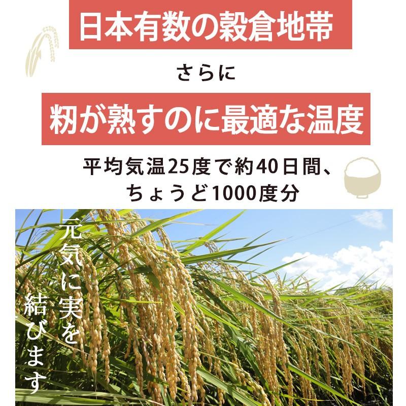 令和5年産 5kg 送料無料 最短翌日配送 無洗米 吟精 新潟産コシヒカリ ギフト｜kenbeishop｜04