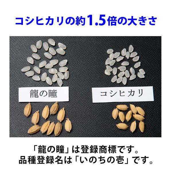 龍の瞳 いのちの壱 4kg （2kg×2袋） 令和7年産米 岐阜県産 白米 送料無料 一部地域除く_4