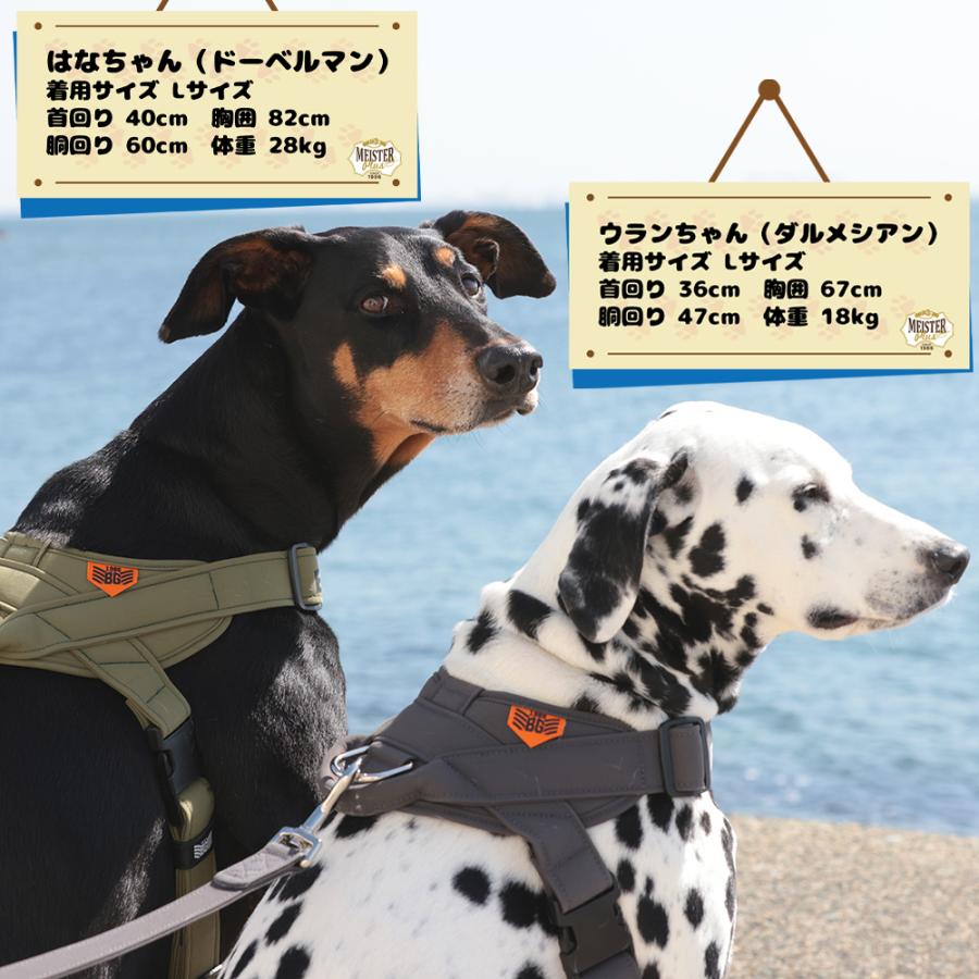 大型犬向け】BIGGY ハンドルリード LL（50kg対応） 大型犬 負担が