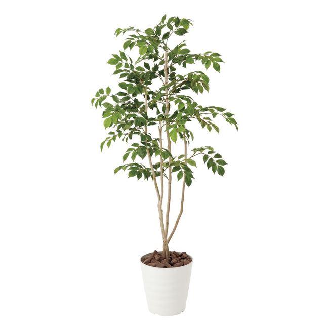 光の楽園(2025年版) マウンテンアッシュ1.3 品番：424P220 高さ：130cm