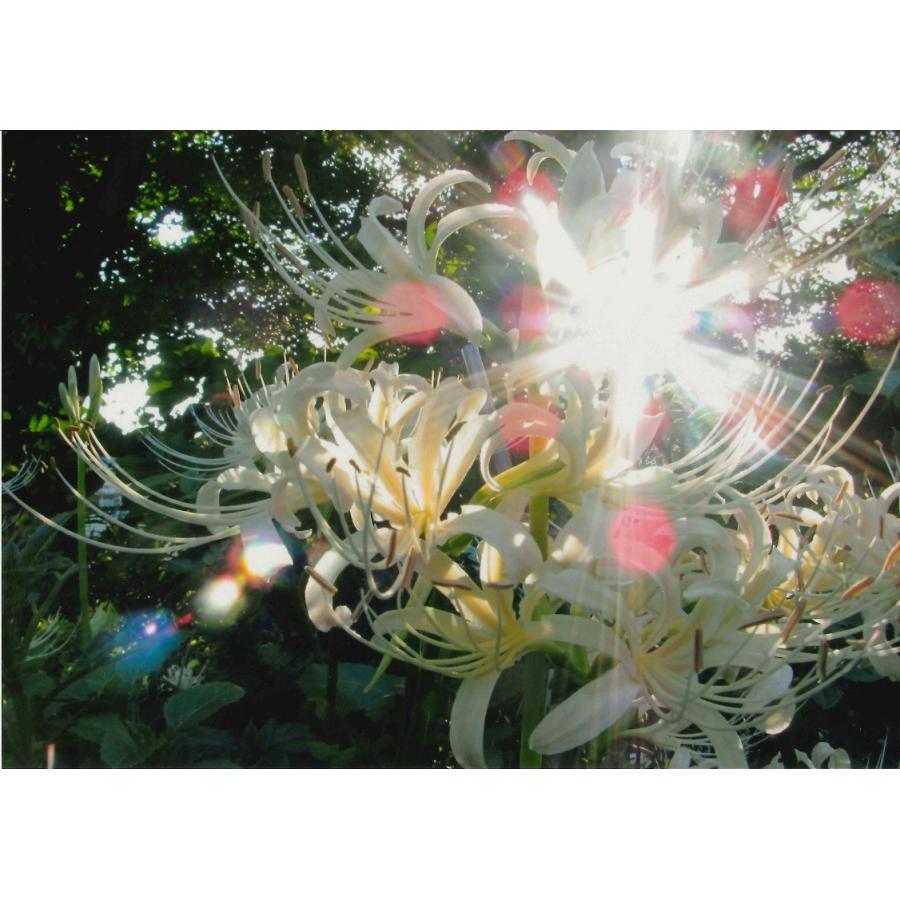 秋元隆良 奇跡の写真 2L版 天界の光 金龍カード 特典付 銀塩生写真 開運グッズ 運気 アップ |  | 02