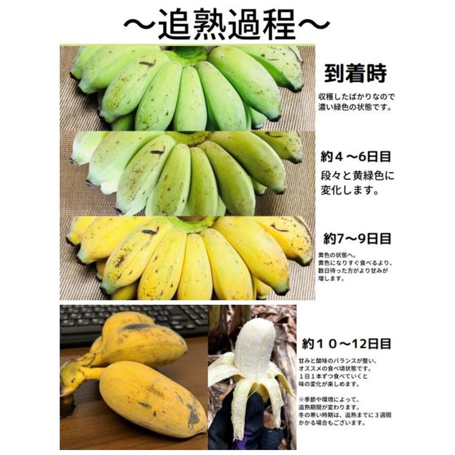 もっちり ぐしちゃん銀バナナ 約3kg 実20本前後 沖縄県八重瀬町産 有機 