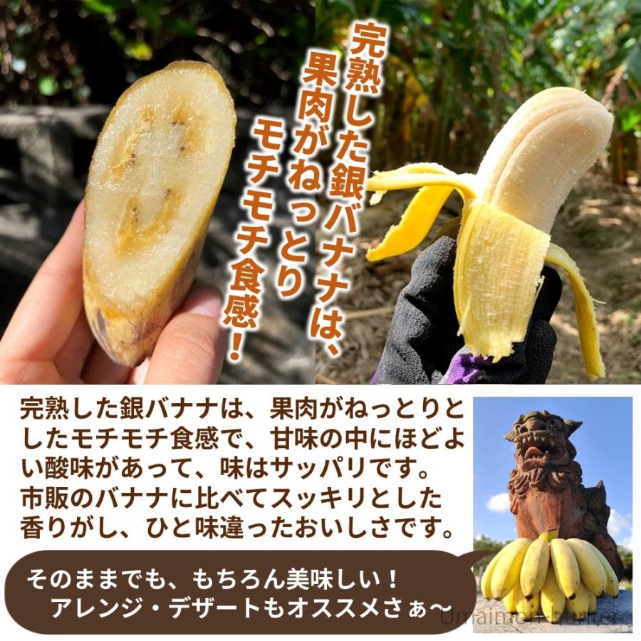 もっちり ぐしちゃん銀バナナ 約3kg 実20本前後 沖縄県八重瀬町産 有機 