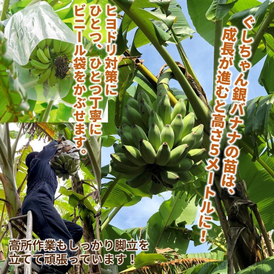 もっちり ぐしちゃん銀バナナ 約3kg 実20本前後 沖縄県八重瀬町産 有機 