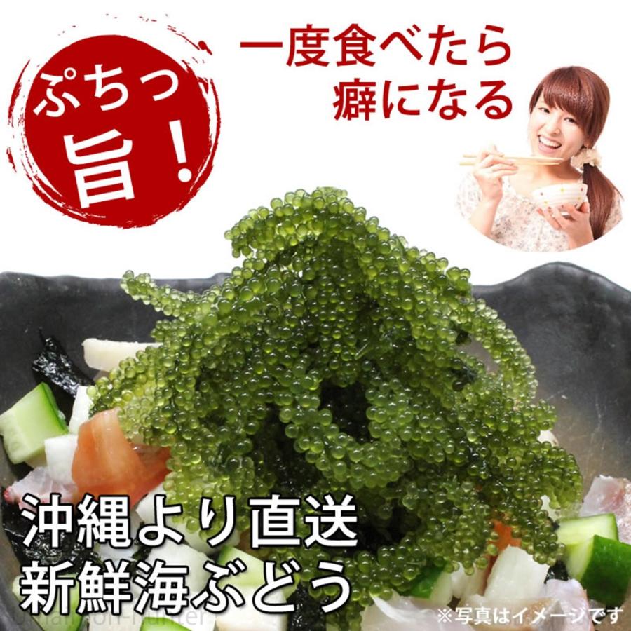 素晴らしい品質純沖縄産 A品 朝摘み ランキング1位 オジーの夢 食物繊維 500g 生海ぶどう 一部地域配送不可 海藻類 海ぶどう60g×1箱 海ぶどう 生 沖縄産 海ぶどう生 海ぶどう海藻 海ぶどう宮古島 海葡萄 海ぶどう屋さん 水槽 乾燥 海ぶどう宮古島特産品 ふるさと納税 1キロ 賞味期限 海ぶどうのたれ 1kg 訳あり 通販 海ブドウ タレ 沖縄 食べ方