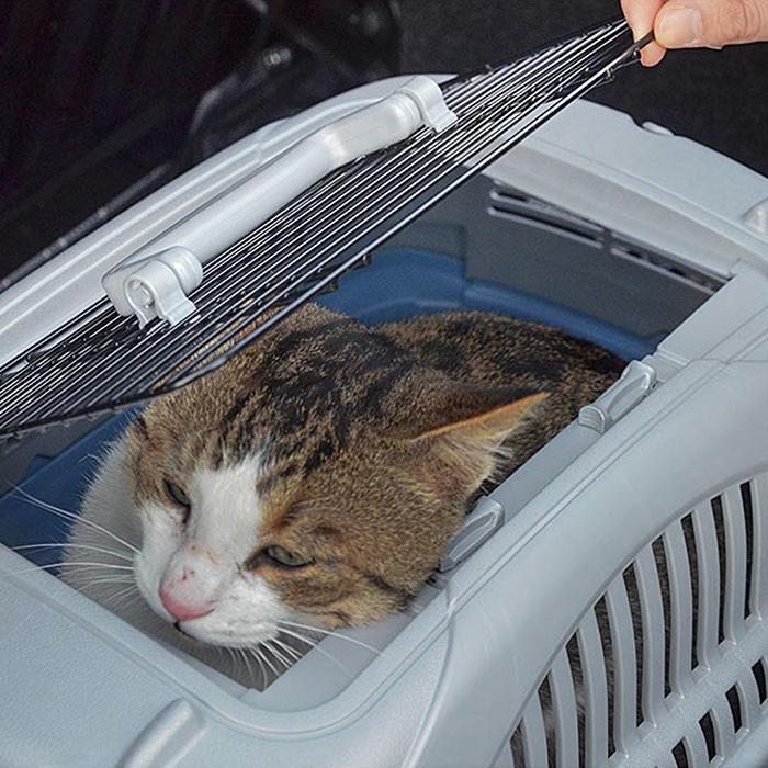 イタリアferplast社製 アトラスDX 10 オープン キャリー※色指定不可 Atlas 犬 猫 小動物 ペット用 通院 外出 おでかけ 旅行(ペット用品)_6