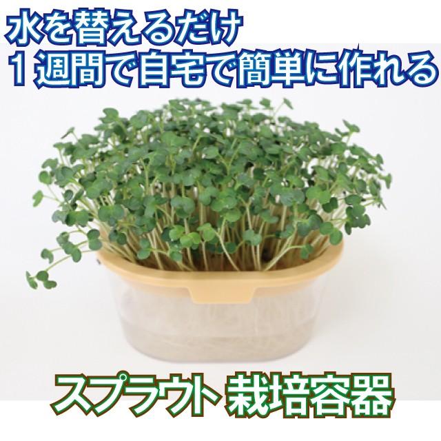水を替えるだけ1週間で簡単スプラウト栽培 ギガランキングｊｐ