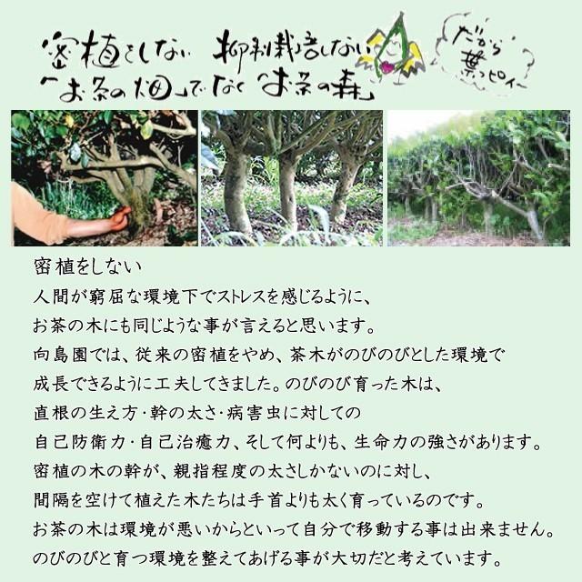 64%OFF!】赤ちゃん緑茶 完全無農薬・有機栽培 葉っピイ向島園 20包 2g × 緑茶、日本茶