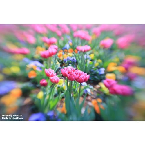 即配 KT Lensbaby Sweet 22 スウィート22 ソニーEマウント  LENSBABY レンズベビー｜kenkotokina｜06