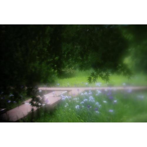 即配 LENSBABY レンズベビー  コンポーザープロII ソフトフォーカスII  マイクロフォーサーズマウント｜kenkotokina｜03