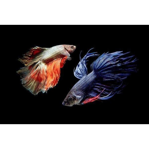 【週末特価】LAOWA 7.5mm F2 MFT[小型軽量超広角] 取寄 (SJ) LAOWA ラオワ 交換レンズ 7.5mm F2 MFT マイクロフォー