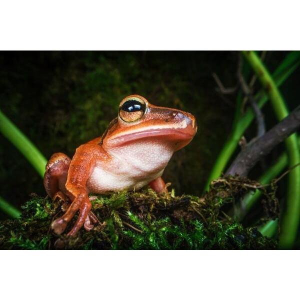 取寄 (SJ) LAOWA ラオワ 交換レンズ 24mm F14 2X MACRO PROBE