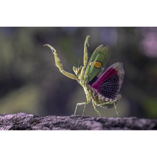 取寄 (SJ) LAOWA ラオワ 交換レンズ 65mm F2.8 2× Ultra Macro APO EOS