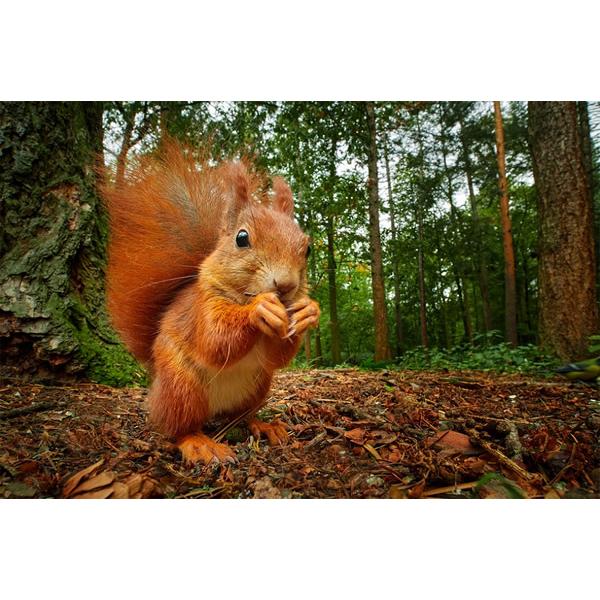 取寄 (SJ) LAOWA ラオワ 交換レンズ 7.5mm F2 MFT Auto Aperture