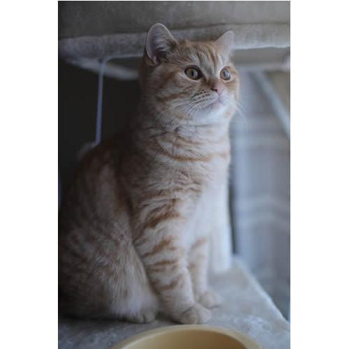 取寄 (SJ) KAMLAN カムラン 交換レンズ KL 32mm F11 ソニーEマウント