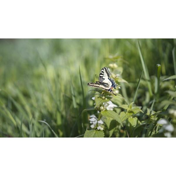 レンズ(ズーム) M.ZUIKO DIGITAL ED 14-150mm F4.0-5.6 II SAMYANG アウトレット(新古品)[店舗保証]即配 (KT) サムヤン