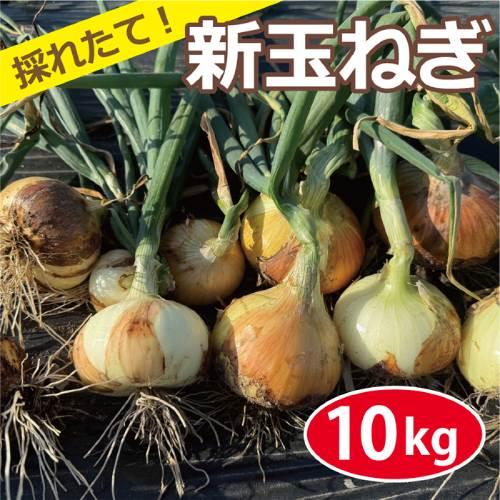 値下げ 育苗中農薬不使用 玉ネギ 予約商品】農薬・化学肥料・除草剤不使用 玉ねぎ （10kg） サイズ混合