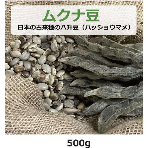 大阪産 生ムクナ豆 500g 八升豆 無農薬 無化学肥料 無除草剤 大阪産 生ムクナ豆 500g 八升豆 無農薬 無化学肥料 無除草剤