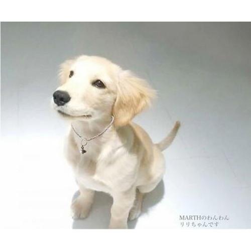 予約商品】カーボンバランサーα ゴールドネックレス 半径7m ※全国送料