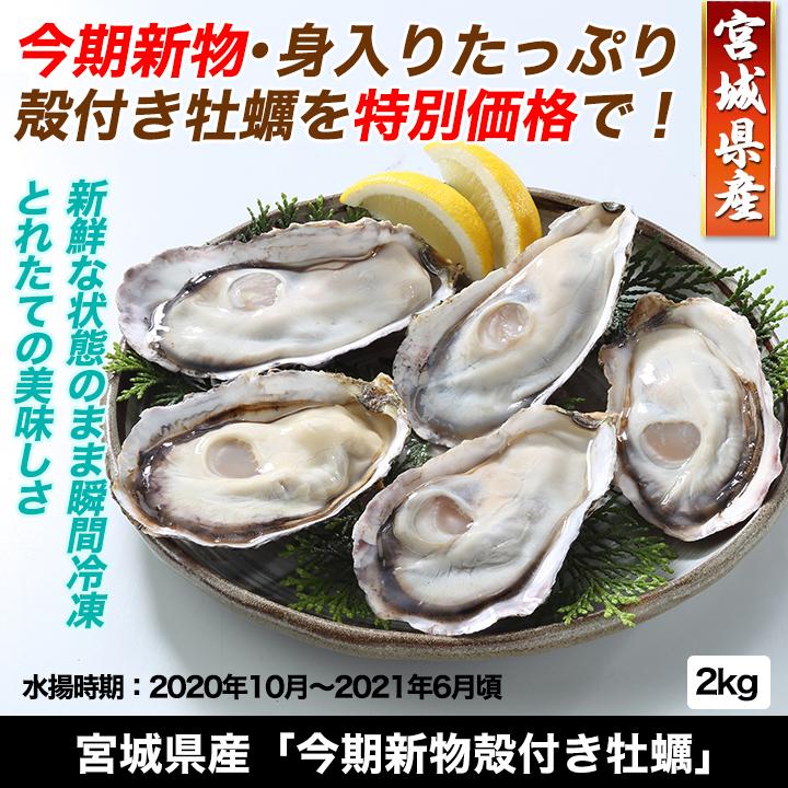 プレゼント 快適生活 宮城県産 今期新物殻付き牡蠣 2kg