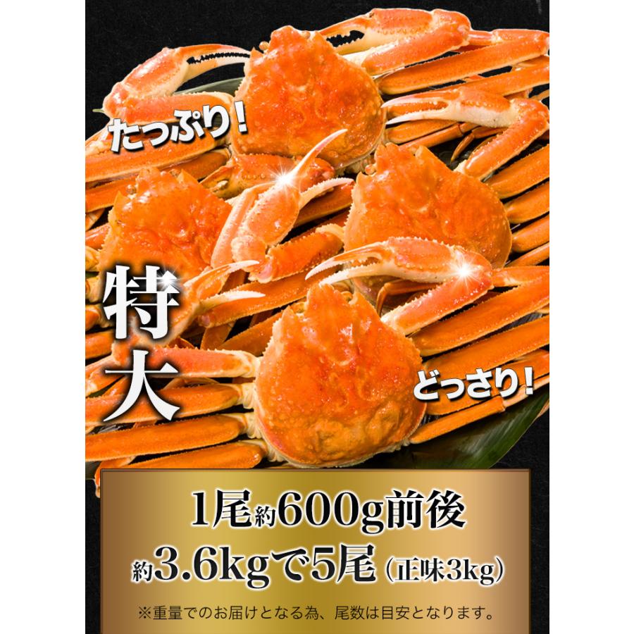 3.6kg 5尾 かに カニ 蟹 ズワイガニ ズワイガニ姿 カニ姿 ズワイガニ