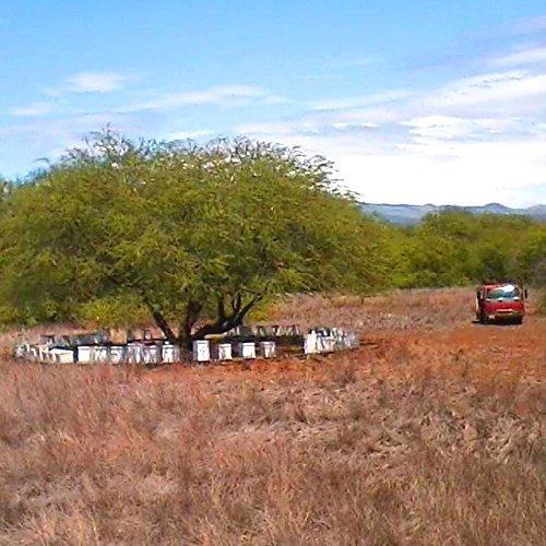 かわいい 送料無料 海外 956 Stw送料無料 Liner Dual ステップゴミ箱 13ガロン K 940 Stw Kohler バッグ 人気 フィッシングバッグ ケース Logisticatalks Com Br