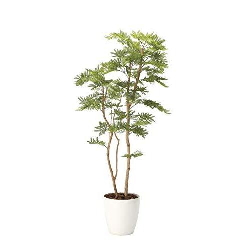 魅力の 人工観葉植物 光触媒加工ねむの木1 8ｍ 代引き不可 Cnvt B086h5g2jd Ysik Kerbel 通販 Yahoo ショッピング クリアランス純正品 Constella Co Uk