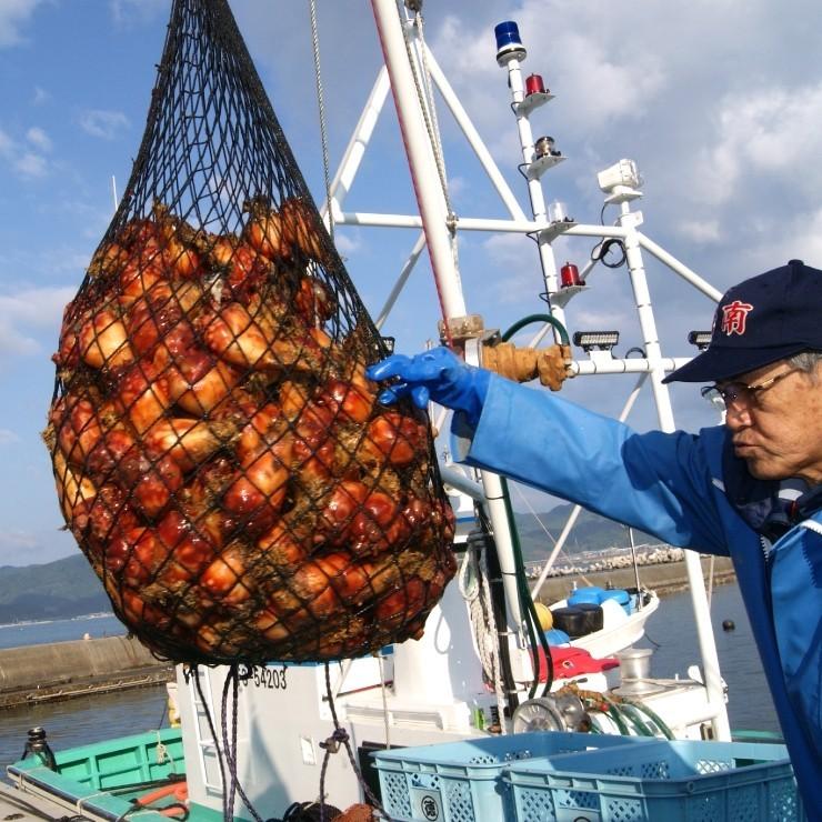 ほや さしみほや 三陸産むき身 200g入 超低温冷凍で鮮度抜群 肉厚