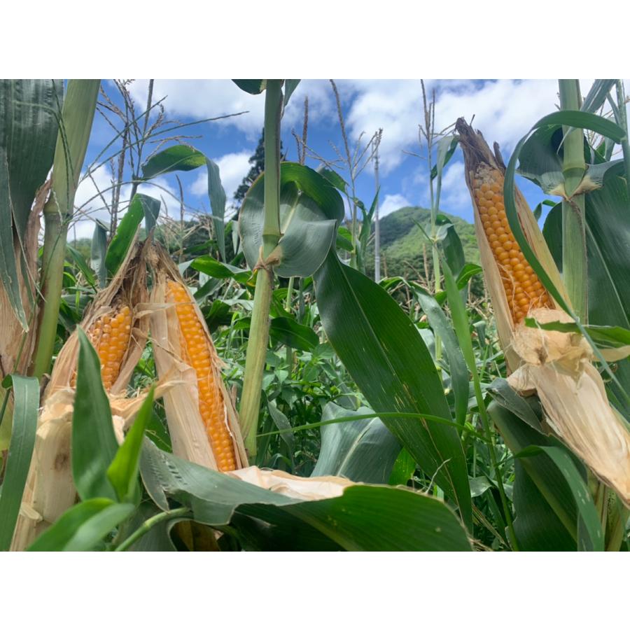 ケトルコーンキットお買い得３点セット |  | 08