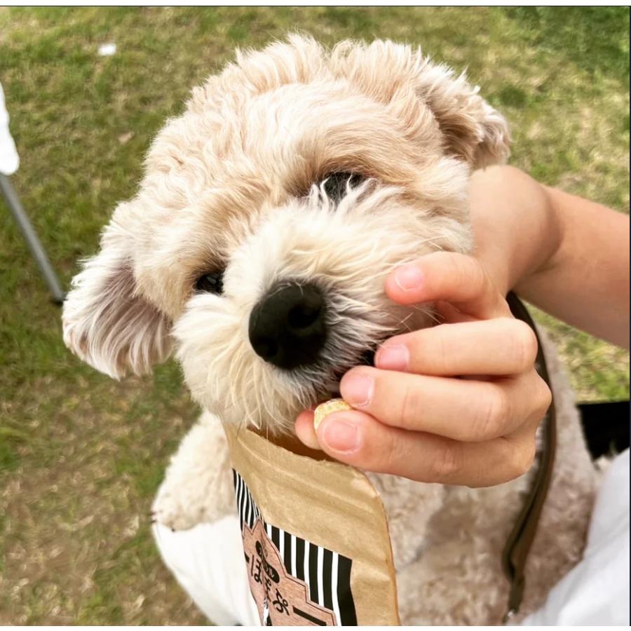 犬用おやつ〜国産オーガニックポップコーン「ナチュラルぽぽぷ」お試しパック |  | 02