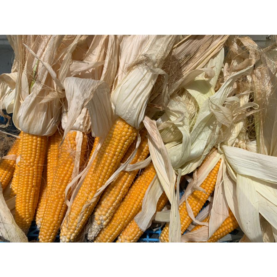 犬用おやつ〜国産オーガニックポップコーン「ナチュラルぽぽぷ」お試しパック |  | 03