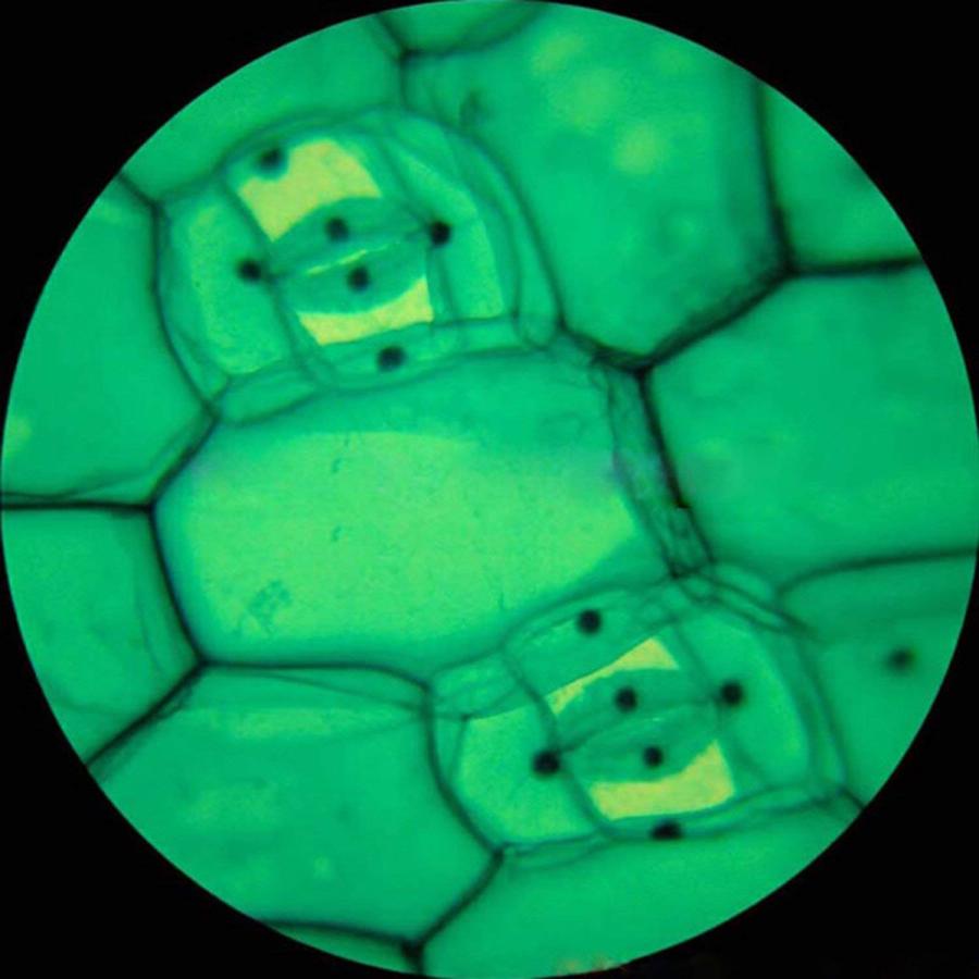 AmScope 40X 400X全金属ガラスオプティクス学生生物学的複合顕微鏡 AmScope M148 Compound Mon 並行輸入品｜kevin-store｜10