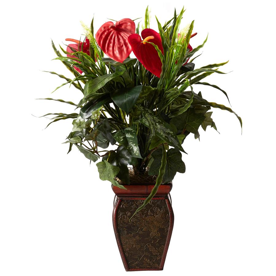 アンスリウム ワロクアーナム ダークナロー　Anthurium アンスリウム ワロクワナム ダークナローフォーム(Anthurium