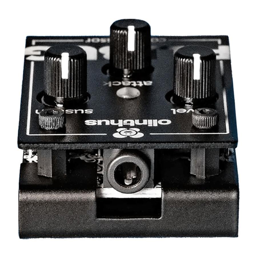 Olinthus Pillbug (Comp) |  | 01